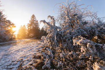 Wacholderheide im Winter, Raureif auf der Schwäbischen Alb zum Sonnenuntergang. 