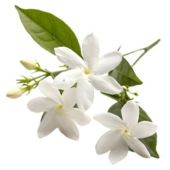jasmine flower on transparent background