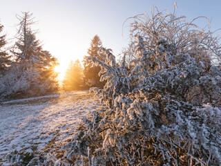 Wacholderheide im Winter, Raureif auf der Schwäbischen Alb zum Sonnenuntergang. 