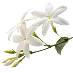 jasmine flower on transparent background