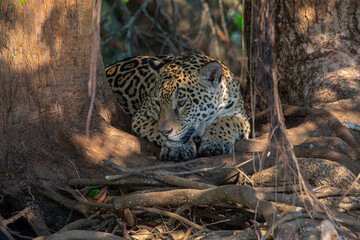 Yaguarete en Arbol © Tomas