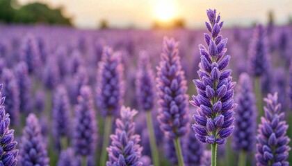 Fototapeta premium Vibrant Lavender Field in Full Bloom