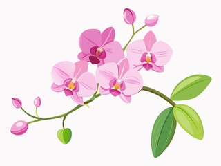Pink orchid flower branch with buds and flowers. Vector illustration isolated on white, romantic background or floral banner. Elegant Floral Vector for Creative Design.