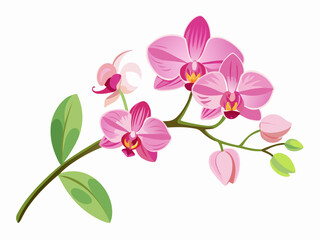 Fototapeta premium Pink orchid flower branch with buds and flowers. Vector illustration isolated on white, romantic background or floral banner. Elegant Floral Vector for Creative Design.