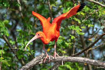 Guar&aacute; Vermelho - p&aacute;ssaro t&iacute;pico da Amaz&ocirc;nia que habita nas matas de beira de rios. 