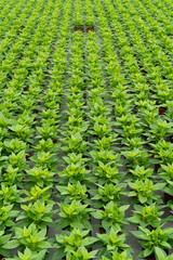 Symmetrical pattern of green plants in a greenhouse