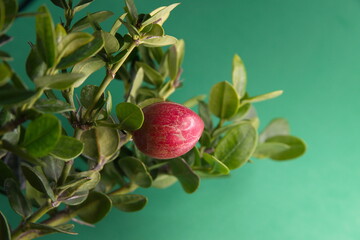 Natal Plum, Carissa macrocarpa red  fruit, on green background