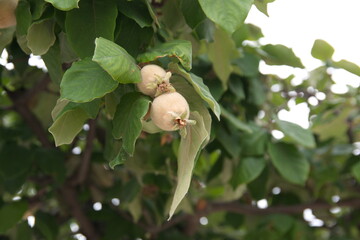 The quince, Cydonia oblonga, is the sole member of the genus Cydonia, aromatic bright golden-yellow pome fruit , on white background