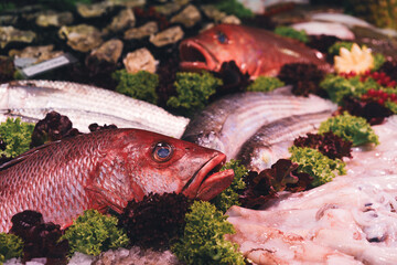 Red snapper and other fresh seafood in a market stall