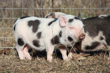 Adorable little piglets delightfully playing under the warm sun on a beautiful day