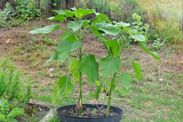 Container gardening. Sunflower bush is growing in pot in rustic garden. Green seedling in countryside. Growing vegetables in cottage garden.