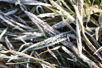The scene of frosty grass illuminated by the gentle glow of morning light is truly stunning