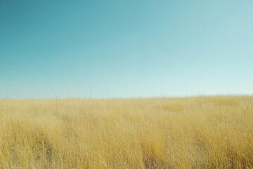 Obraz premium Gentle breeze over tall grass meadow natural landscape open environment tranquil viewpoint nature's serenity