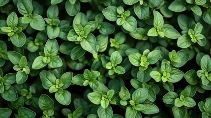 Fototapeta premium A close-up shot of fresh green oregano leaves growing in the garden, with their small and dark-green foliage covering the entire surface. 