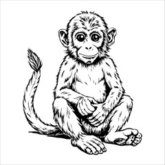 Fototapeta premium Cute baby monkey is sitting on the ground with its legs crossed