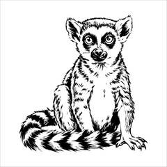 Black and white drawing of a lemur © dasha122007