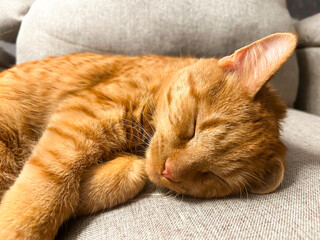 A sleeping ginger cute cat. Good for any project.