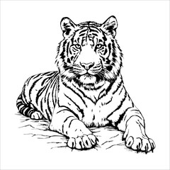 Tiger is laying down on a rock