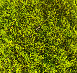 A green moss texture from the forest. Good for any project.