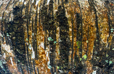 The tree bark texture from the forest. Good for any project.