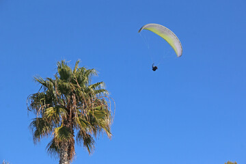 Paraglider flying above a palm tree in Andalucia, Spain	