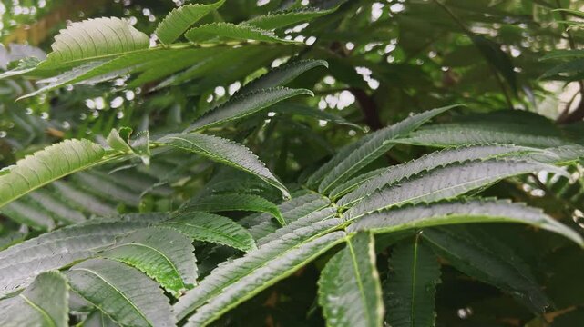 Raindrops fall on the green leaves of the Rhus typhina, the staghorn sumac tree.