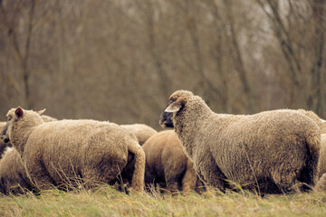 Fototapeta premium Sheep on a field eating grass. Flock of sheep standing together in a field