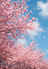 桜と青空、日本の春の絶景