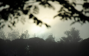 Foggy morning, a beautiful foggy morning in the summer of Brazil, Selective focus.