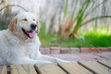 Mascota