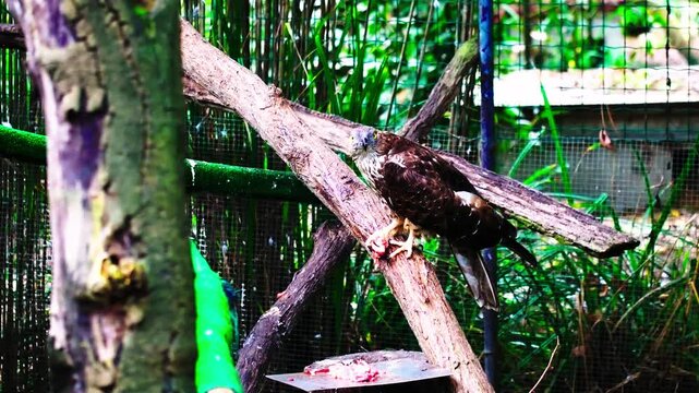 Honey kite (Pernis apivorus) eating meet