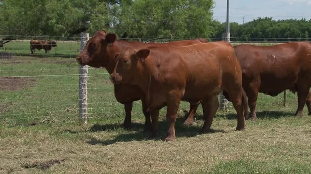 LVIESTOCK ANGUS BRANGUS BRAHMAN CHAROLAIS TEXAS 