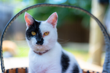 Felinos