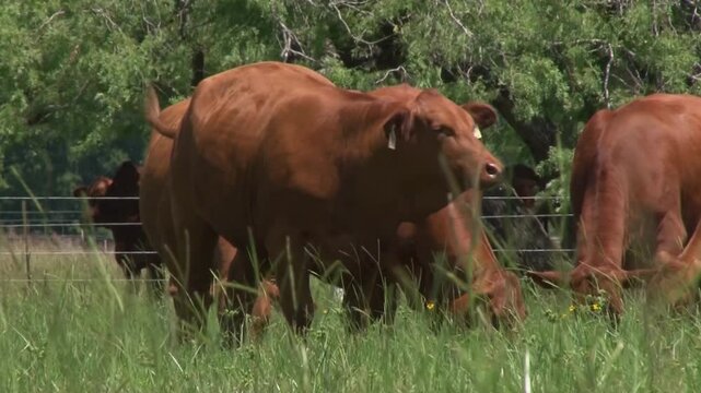 LVIESTOCK ANGUS BRANGUS BRAHMAN CHAROLAIS TEXAS 