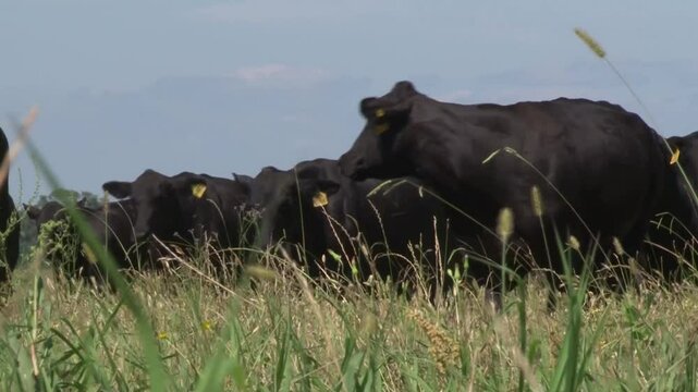 LIVESTOCK ANGUS BLACK CATTLE IN FARM