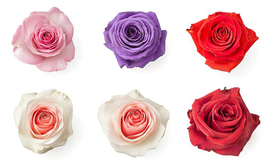 Elegant Assortment of Roses in Soft Colors