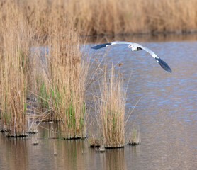 Heron nel lago oasi di porta in toscana