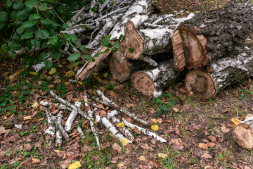 Many birch logs and branches are stacked on the grass