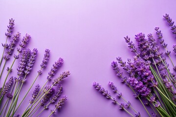Pastel Purple Minimalist Lavender Desktop Wallpaper Banner - Panoramic