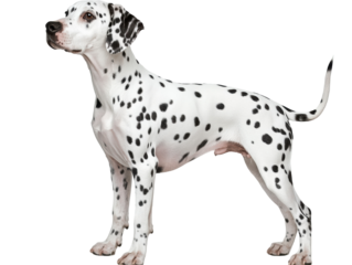 Isolated Dalmatian Dog Standing Profile View