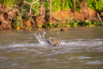 Yaguarete nadando © Tomas