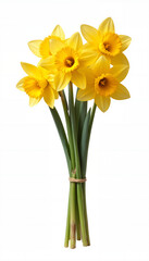  Isolated yellow daffodils