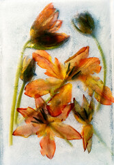 Kwiatowe tło, tulipany w lodzie, mrożone kwiaty, tapeta. © Elżbieta Kaps
