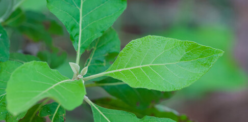 Beautiful close-up of the a leaf vernonia colorata