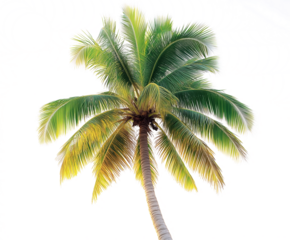 Tropical palm tree cut-out, white background
