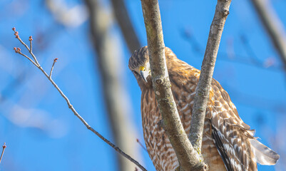 Red-shouldered hawk perched in a bare tree, peeking around a branch.
