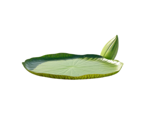 Isolated Giant Water Lily Pad