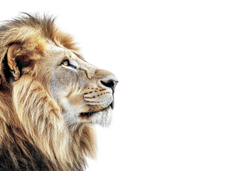 Fototapeta premium Isolated Lion Head Side View