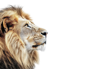 Isolated Lion Head Side View
