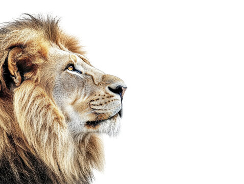 Isolated Lion Head Side View